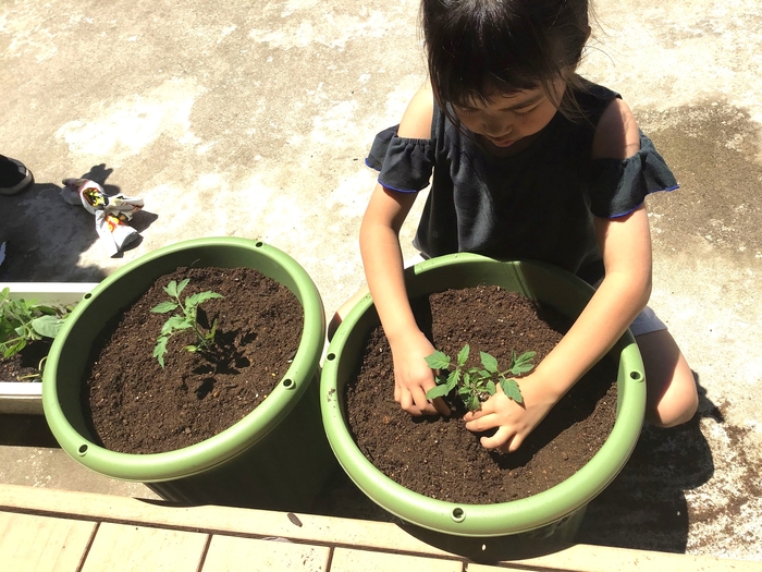 野菜苗植え付け2.jpg